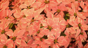 Native to Mexico, poinsettias come in a variety of sizes and their colors range from spectacular red to the less popular — but very beautiful — pink, white, and orange. © Diodora Bucur, 2009