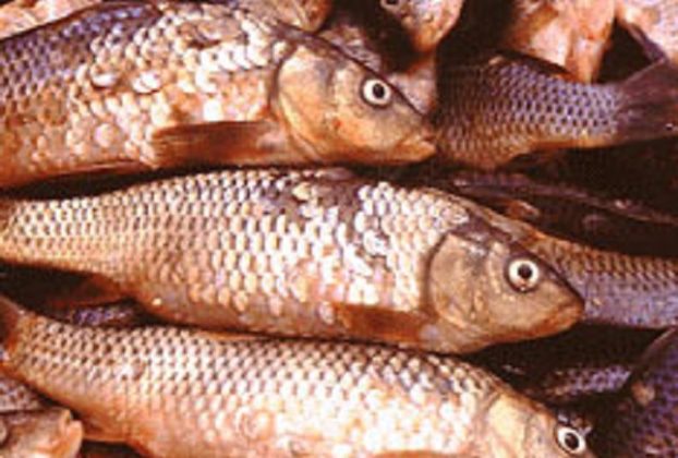 Fish from Lake Chapala. Photo: Tony Burton