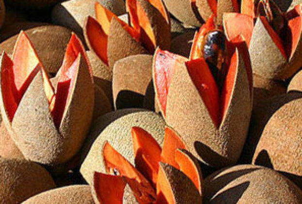 Mamey fruit