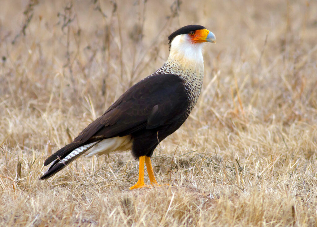 Mexico's national bird: caracara means more than 'face face' - MexConnect