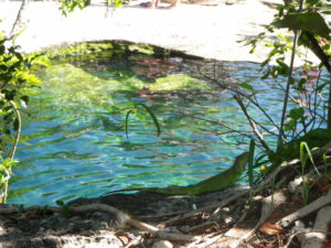 An iguana enjoys the shade of a tree near a cenote in the Maya Riviera, a great place for a refreshing swim in sync with nature