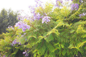 A native of Argentina, the jacaranda grows throughout tropical and subtropical climes, reaching 50 feet in height and covering the ground with a carpet of blue when the blooms drop. It thrives in Mexico. © Linda Abbott Trapp 2007