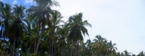 Rustling palm trees tower toward the sky. They form the backdrop to the splendid tropical beaces along Mexico's Pacific coast in Nayarit. © Christina Stobbs, 2009