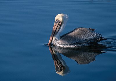 Brown Pelican; Public domain photo: John Mosesso, Jr, NBII Image Gallery