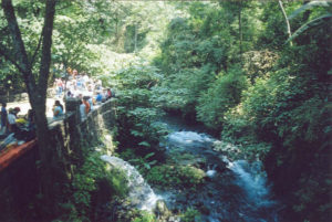 Pathways take visitors past Cupatitzio River crashing over boulders and racing along stony riverbeds beneath thick foliage.