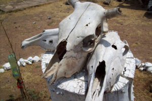 We thank the past... cow skulls play a part in this version of the traditional native Mexican American purification ceremony known as the temzacal. © Jeffrey Bacon, 2012