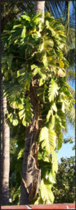 At home in Mexico's subtropics, pothos can cover the trunks of the highest palms, and each leaf might be two feet or longer. © Linda Abbott Trapp 2007