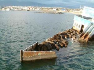 On the harbor boat tour is a legally protected landmark wreck that is home to these seals.