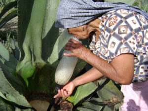 Miel de maguey: an ancient Mexican sweetener brings hope