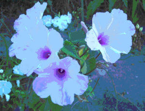 Ipomoea climbs a trellis wall in a home near Mexico's Pacific coast. © Linda Abbott Trapp 2007