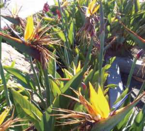 Birds of paradise are also known as the Crane Flower or Crane's Bill. The yellow blooms seem to glow in the Mexican sunshine. © Linda Abbott Trapp 2008