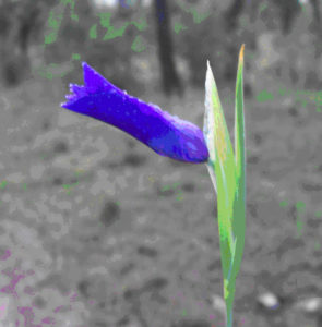 Gallitos are especially beautiful in the early and late part of the day, when plants receive mostly blue light reflected from the sky instead of direct sunlight.