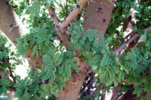 Huisache leaves