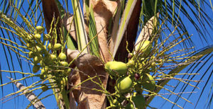 Mature, healthy palm trees will produce 50 to 100 coconuts a year. This photograph was taken near Puerto Vallarta, Mexico. © Linda Abbott Trapp 2008.