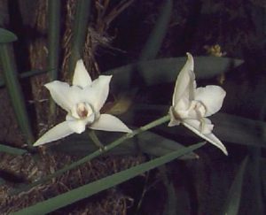Orchids of Mexico