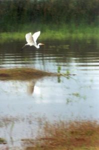 Lake Chapala: A season of hope - Sep 2003