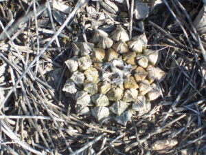 Rock cacti, locally known as peyotillo or "little peyote" are still common in remote areas, where illegal collecting has not greatly impacted populations. © 2008, Jeffrey R. Bacon