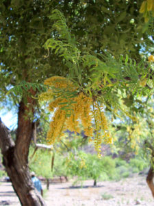Mezquite flowers add beautiful dashes of yellow to brown and green landscapes early in the year.