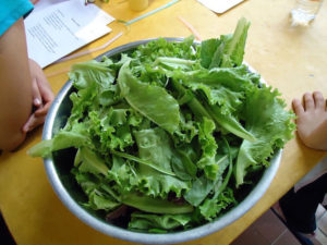 Organic lettuce is used in salads at Chef Pilar Cabrera's Casa de los Sabores cooking school in Oaxaca, Mexico. © Alvin Starkman, 2011