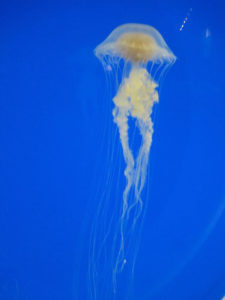 King of the tank, this jellyfish displays its beauty shining in the lights of the Xcaret aquarium in Mexico's Maya Riviera.