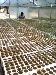 Pinon pine seedlings