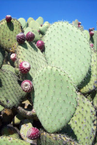 Prickly pear cactus