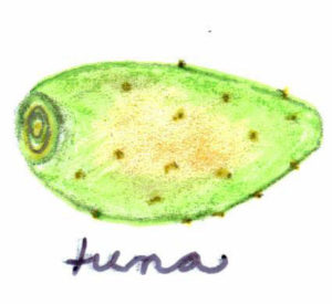 Tuna is the fruit of the nopal cactus. — La tuna es la fruta del cactus nopal.