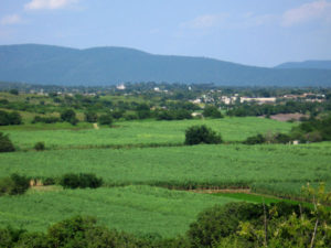 Vast sugarcane fields cover the countryside. The cane is processed in Zacatepec's sugar mill. © Julia Taylor, 2008