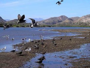 Seabirds at Mulegé — Photo by Trevor Burton