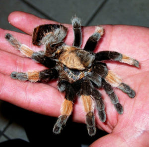 Orozco's goal is to raise 6000 tarantulas per year. By flooding the black market with legal tarantulas, he hopes to wipe out the illegal trade. © John Pint, 2011