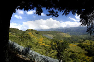 View of El Tecuane Canyon from a narrow mountain road in Mexico. The valleys of El Tecuane and Santa Rosa are filled with fields of blue agaves used for making tequila. © John Pint, 2010