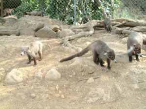 Little racoon type animals politely seek a handout.