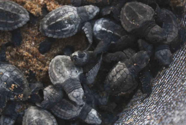 These Olive Ridley turtle hatchlings on Todos Santos beach is ready to go to the water and find a new home in their natural habitat. © Mariah Baumgartle, 2012