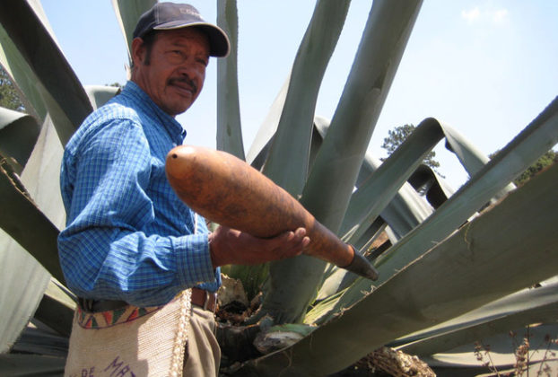 Don Jose shows the hollow gourd, or acocote, that he uses to extract the aguamiel from the maguey plant. He is an expert at creating pulque. © Julia Taylor, 2011