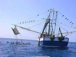 Fishing boat in the Sea of Cortez