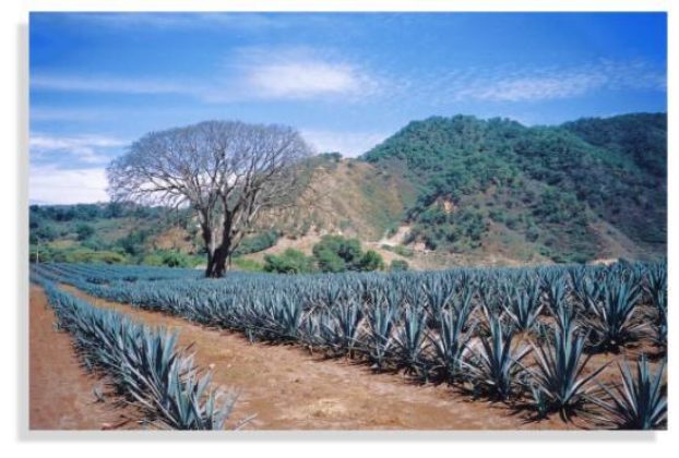 Agave field near La Estancia