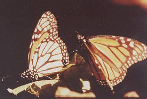 Monarch butterflies