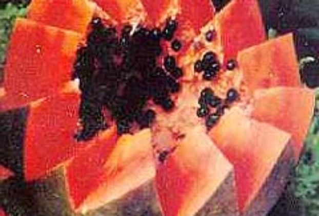 Papaya